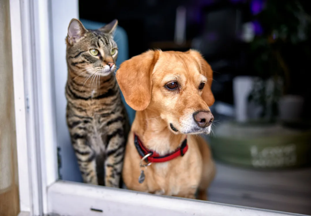 Preparing Your Pet for Your New Baby