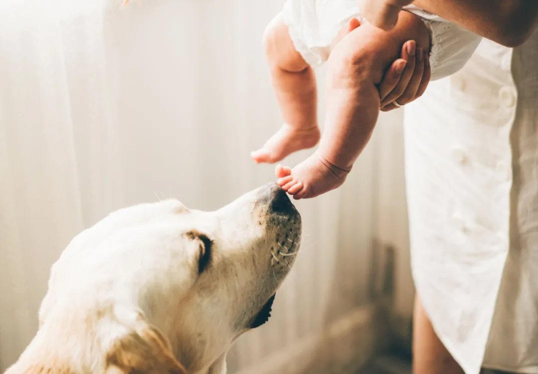 Preparing Your Pet for Your New Baby